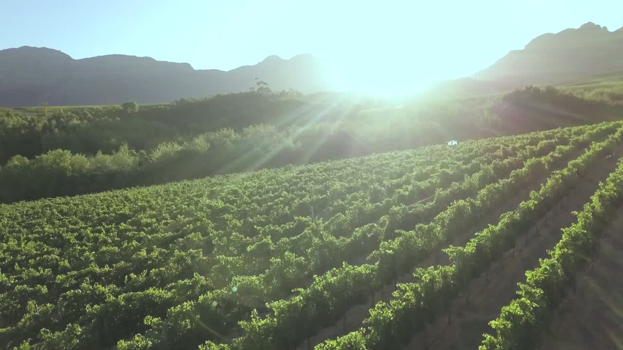 Aerial view over the Verranto vineyard rows at golden hour